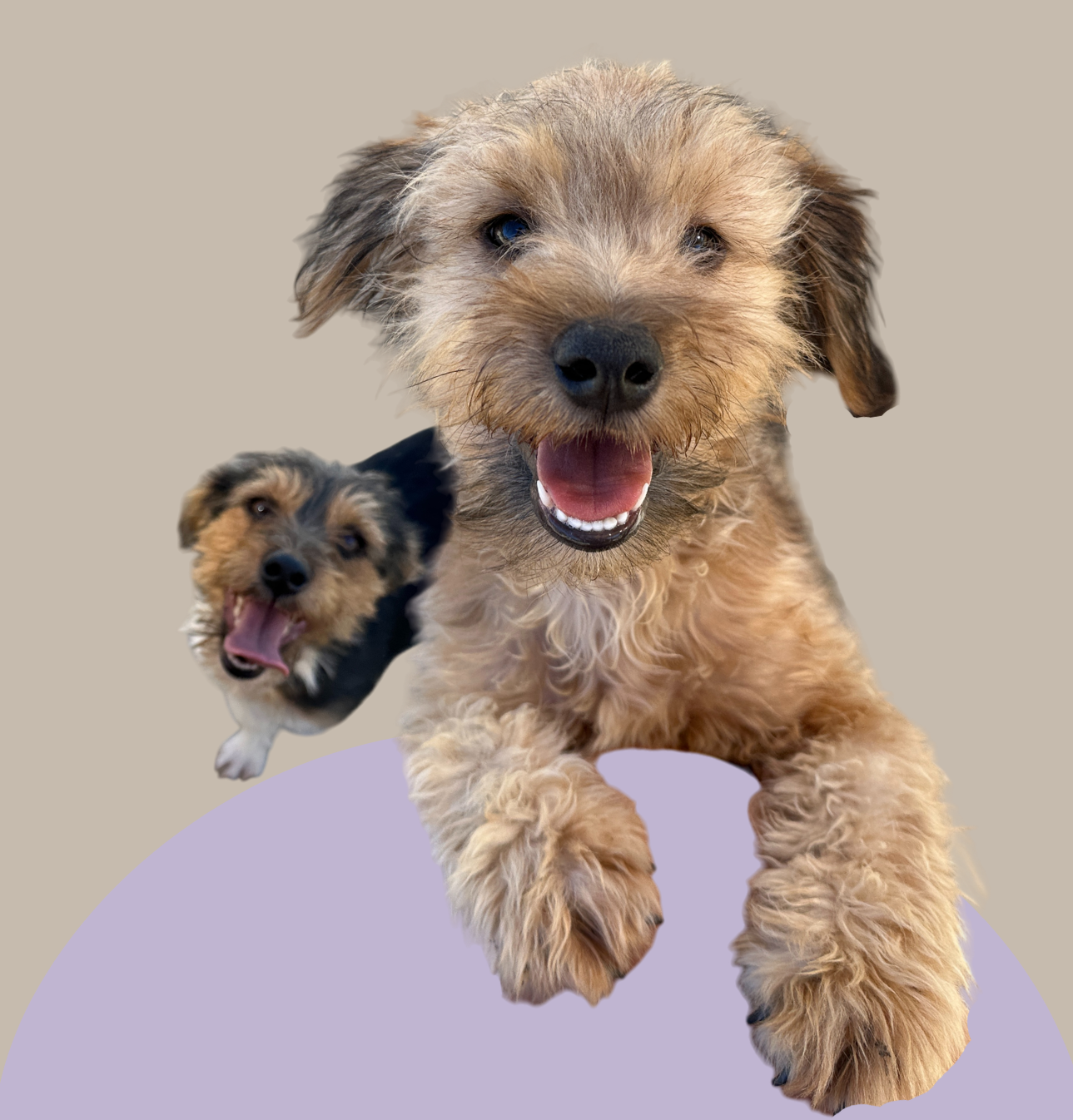 Hundebetreuung, Katzenbetreuung, Kleintierbetreuung